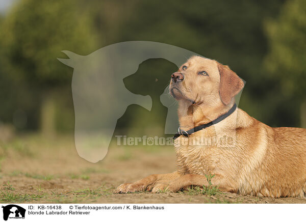 blonder Labrador Retriever / blonde Labrador Retriever / KB-16438