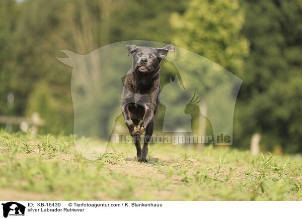 silberner Labrador Retriever / silver Labrador Retriever / KB-16439