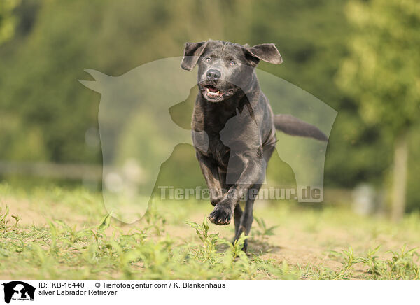 silberner Labrador Retriever / silver Labrador Retriever / KB-16440