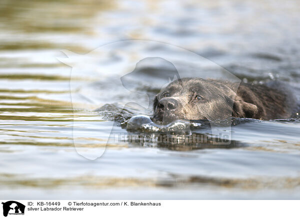 silberner Labrador Retriever / silver Labrador Retriever / KB-16449