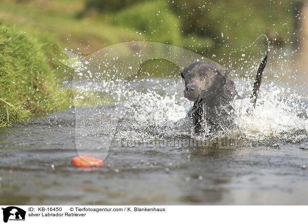 silberner Labrador Retriever / silver Labrador Retriever / KB-16450