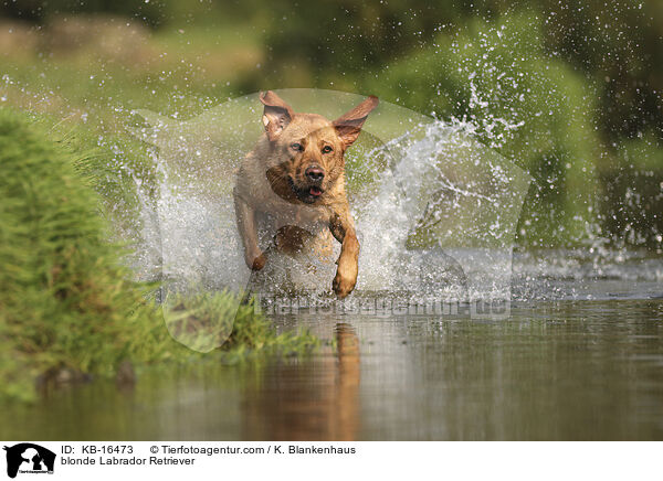 blonder Labrador Retriever / blonde Labrador Retriever / KB-16473