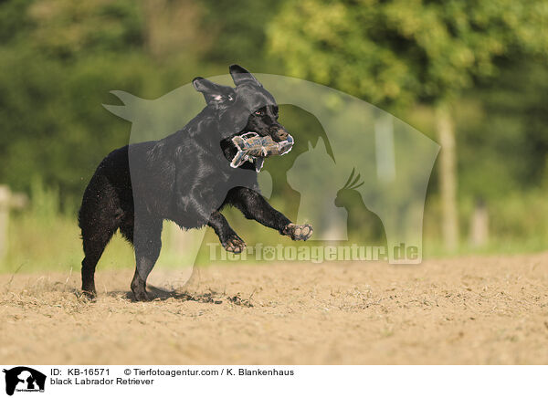 schwarzer Labrador Retriever / black Labrador Retriever / KB-16571