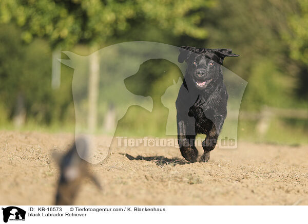 schwarzer Labrador Retriever / black Labrador Retriever / KB-16573