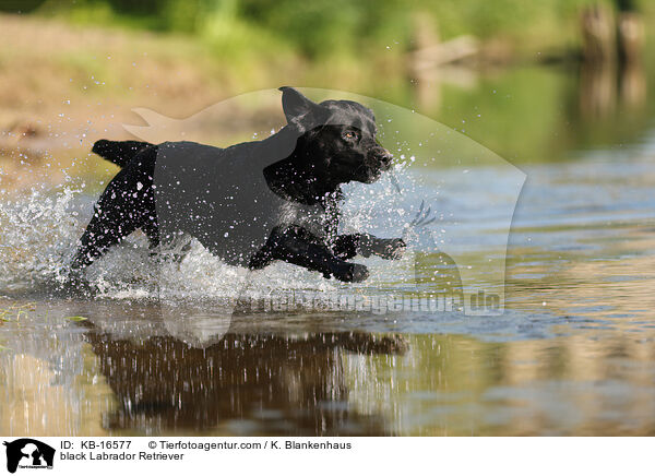 schwarzer Labrador Retriever / black Labrador Retriever / KB-16577