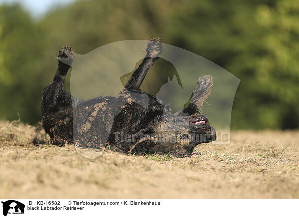 schwarzer Labrador Retriever / black Labrador Retriever / KB-16582