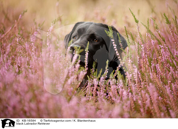 schwarzer Labrador Retriever / black Labrador Retriever / KB-16584