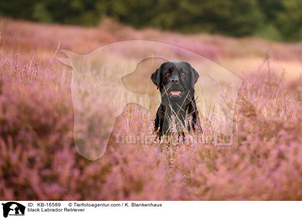 schwarzer Labrador Retriever / black Labrador Retriever / KB-16589