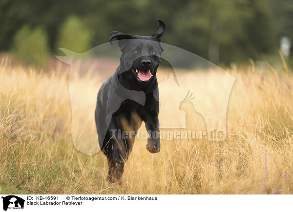 schwarzer Labrador Retriever / black Labrador Retriever / KB-16591