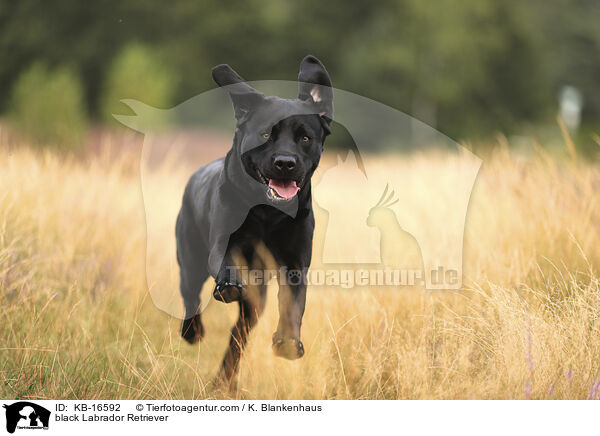 schwarzer Labrador Retriever / black Labrador Retriever / KB-16592