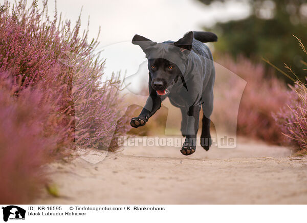 schwarzer Labrador Retriever / black Labrador Retriever / KB-16595