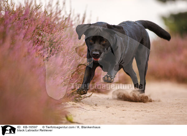 schwarzer Labrador Retriever / black Labrador Retriever / KB-16597