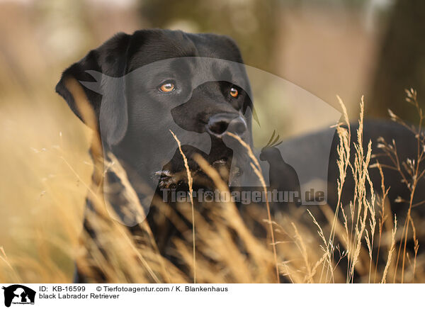 schwarzer Labrador Retriever / black Labrador Retriever / KB-16599