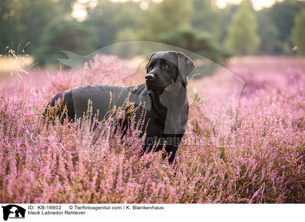 schwarzer Labrador Retriever / black Labrador Retriever / KB-16602