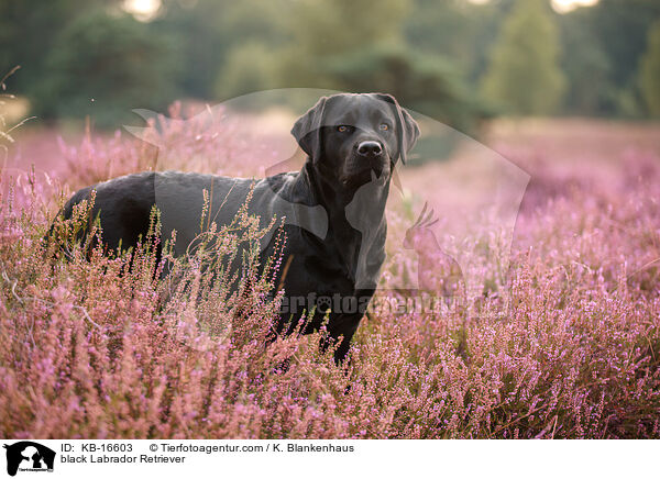 schwarzer Labrador Retriever / black Labrador Retriever / KB-16603