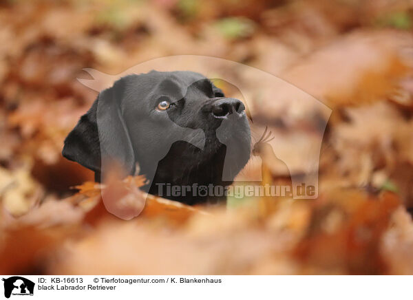 schwarzer Labrador Retriever / black Labrador Retriever / KB-16613