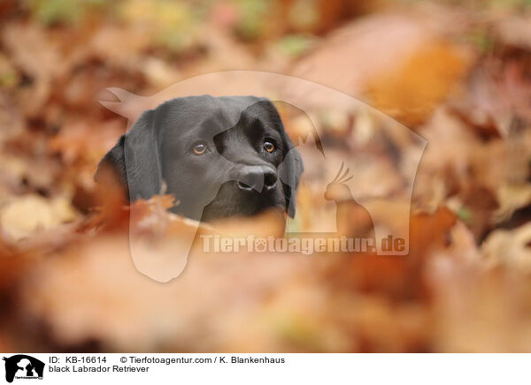 schwarzer Labrador Retriever / black Labrador Retriever / KB-16614