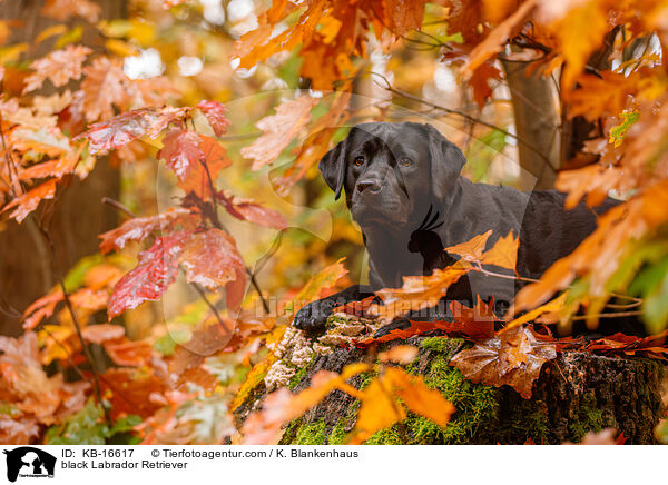 schwarzer Labrador Retriever / black Labrador Retriever / KB-16617