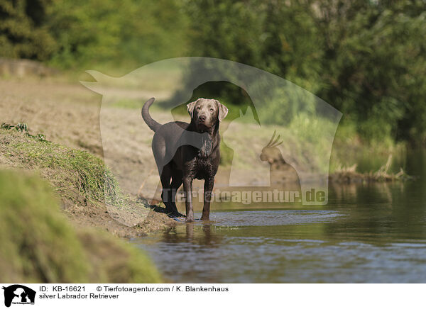 silberner Labrador Retriever / silver Labrador Retriever / KB-16621