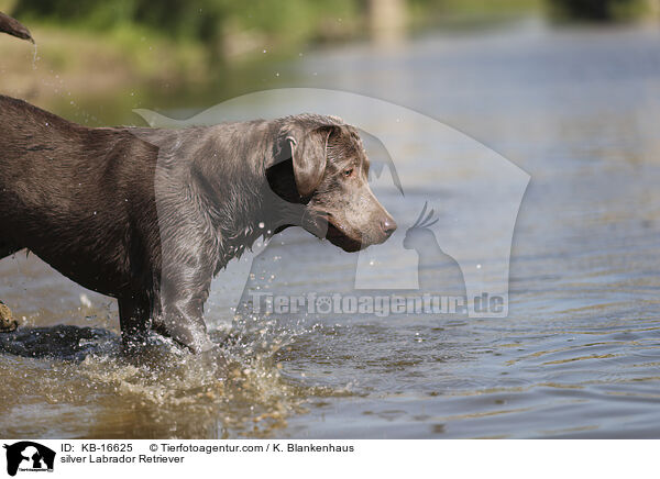 silberner Labrador Retriever / silver Labrador Retriever / KB-16625