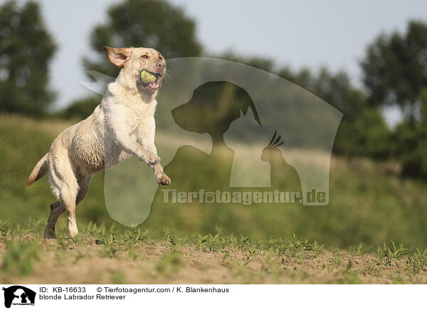 blonder Labrador Retriever / blonde Labrador Retriever / KB-16633