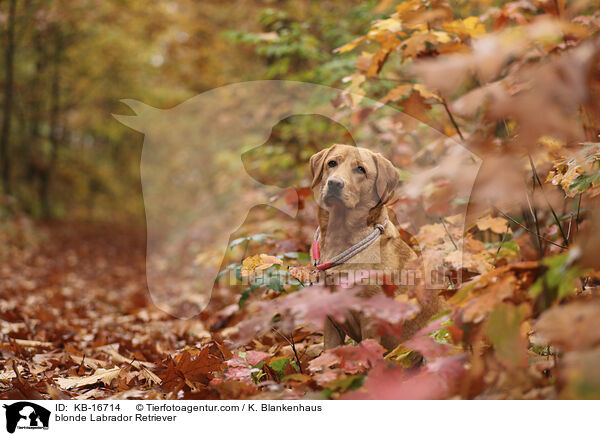 blonder Labrador Retriever / blonde Labrador Retriever / KB-16714