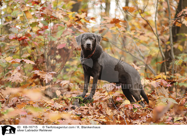 silberner Labrador Retriever / silver Labrador Retriever / KB-16715