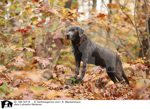 silberner Labrador Retriever / silver Labrador Retriever / KB-16716