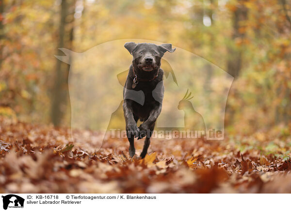 silberner Labrador Retriever / silver Labrador Retriever / KB-16718