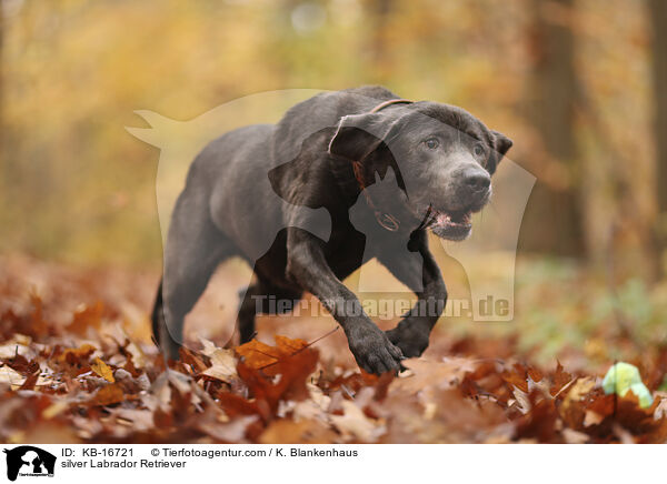 silberner Labrador Retriever / silver Labrador Retriever / KB-16721