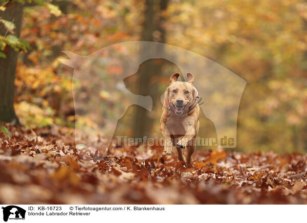 blonder Labrador Retriever / blonde Labrador Retriever / KB-16723