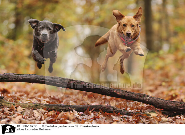 silberner Labrador Retriever / silver Labrador Retriever / KB-16730