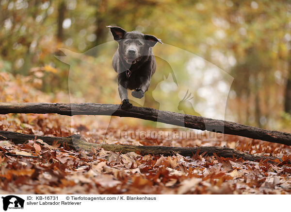 silberner Labrador Retriever / silver Labrador Retriever / KB-16731