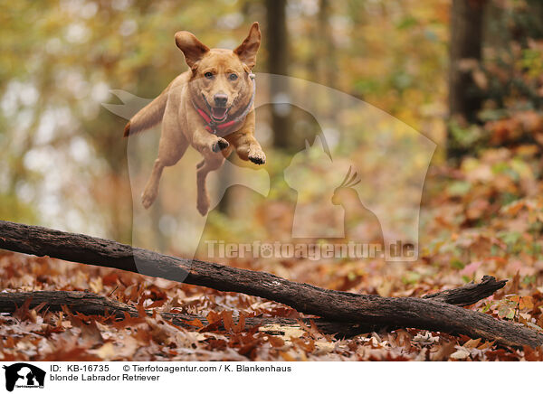 blonder Labrador Retriever / blonde Labrador Retriever / KB-16735