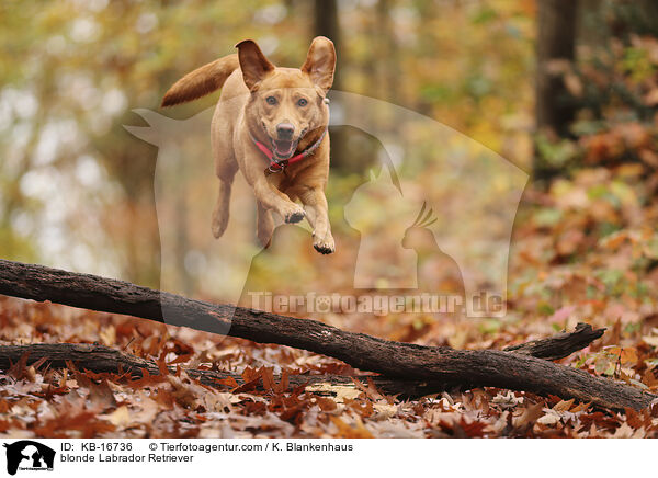 blonder Labrador Retriever / blonde Labrador Retriever / KB-16736