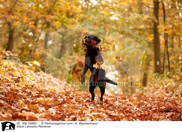 schwarzer Labrador Retriever / black Labrador Retriever / KB-16862