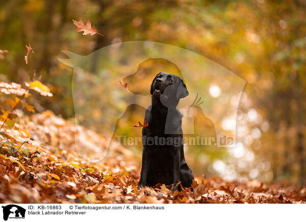 black Labrador Retriever / KB-16863