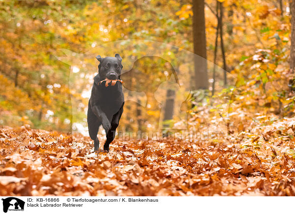 schwarzer Labrador Retriever / black Labrador Retriever / KB-16866