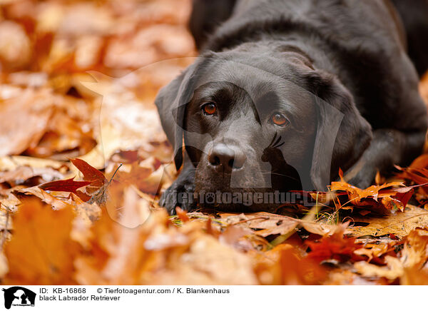 black Labrador Retriever / KB-16868