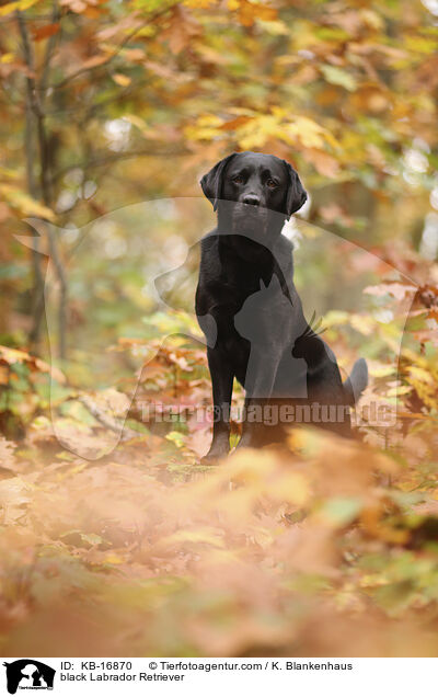 black Labrador Retriever / KB-16870