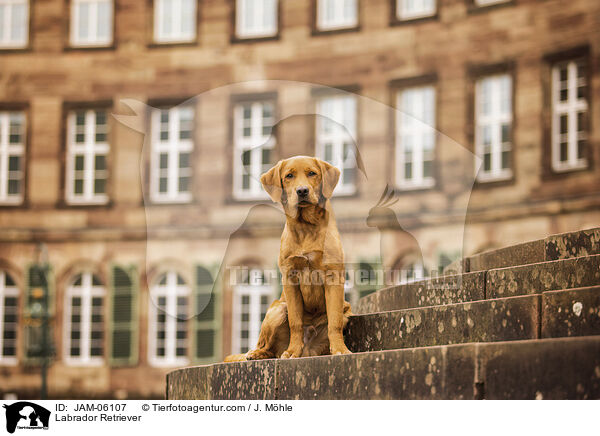 Labrador Retriever / Labrador Retriever / JAM-06107