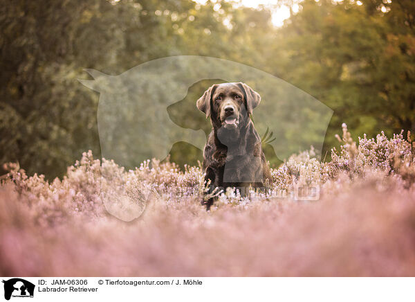 Labrador Retriever / Labrador Retriever / JAM-06306