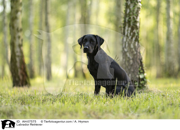 Labrador Retriever / Labrador Retriever / AH-07575