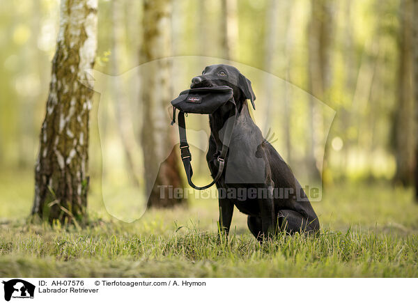 Labrador Retriever / Labrador Retriever / AH-07576