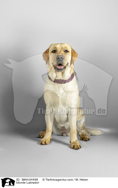 blonder Labrador / blonde Labrador / MAH-04499