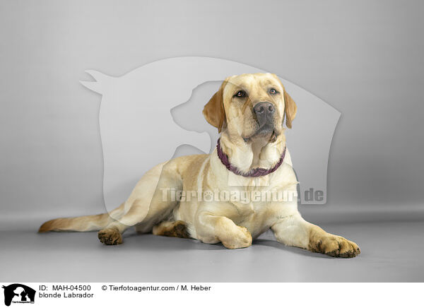 blonder Labrador / blonde Labrador / MAH-04500