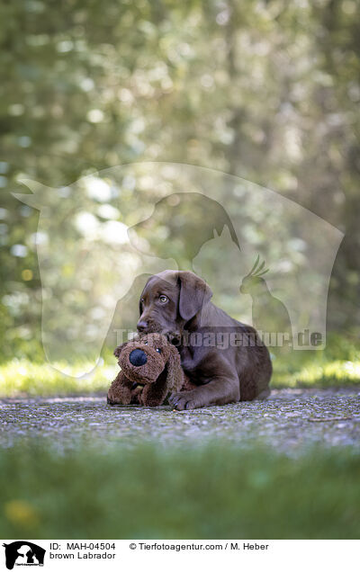 brauner Labrador / brown Labrador / MAH-04504