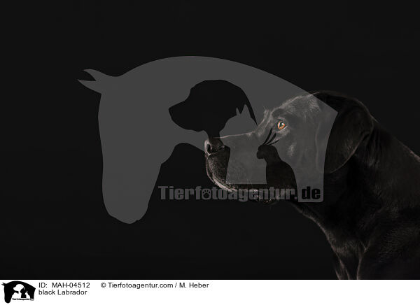 schwarzer Labrador / black Labrador / MAH-04512