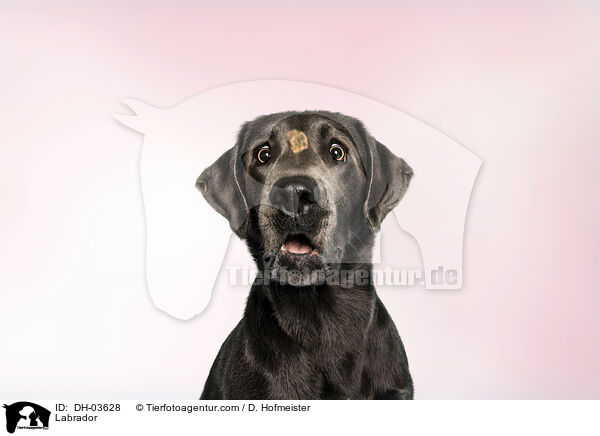 Labrador / Labrador / DH-03628