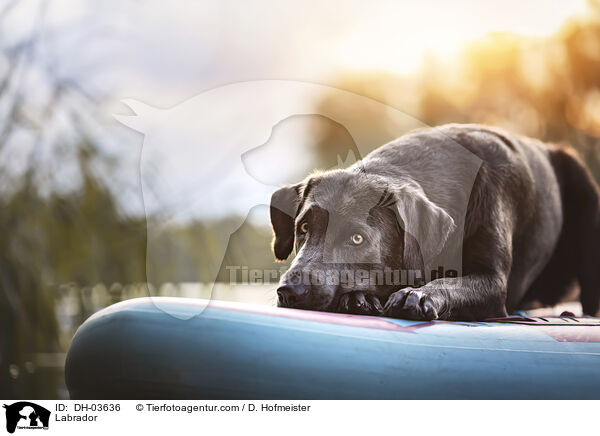 Labrador / Labrador / DH-03636